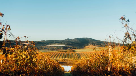 HOOSEGG Cellar Door - Restaurant Canberra 1