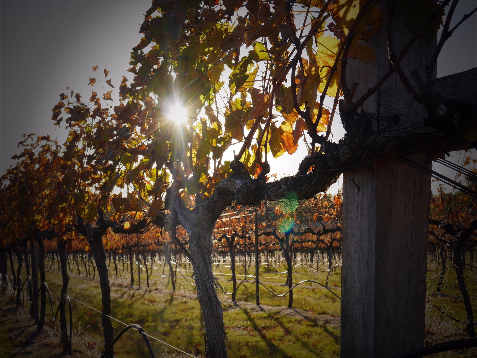 Wyberba QLD Restaurant Canberra