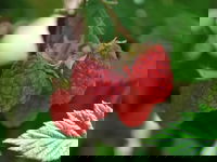 Westerway Takeaway and Westerway Restaurant Canberra Restaurant Canberra