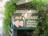 Lavender and Berry Farm Cafe
