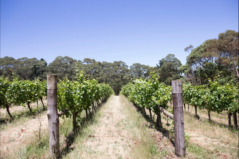 Mount Macedon Winery - Restaurant Canberra 1