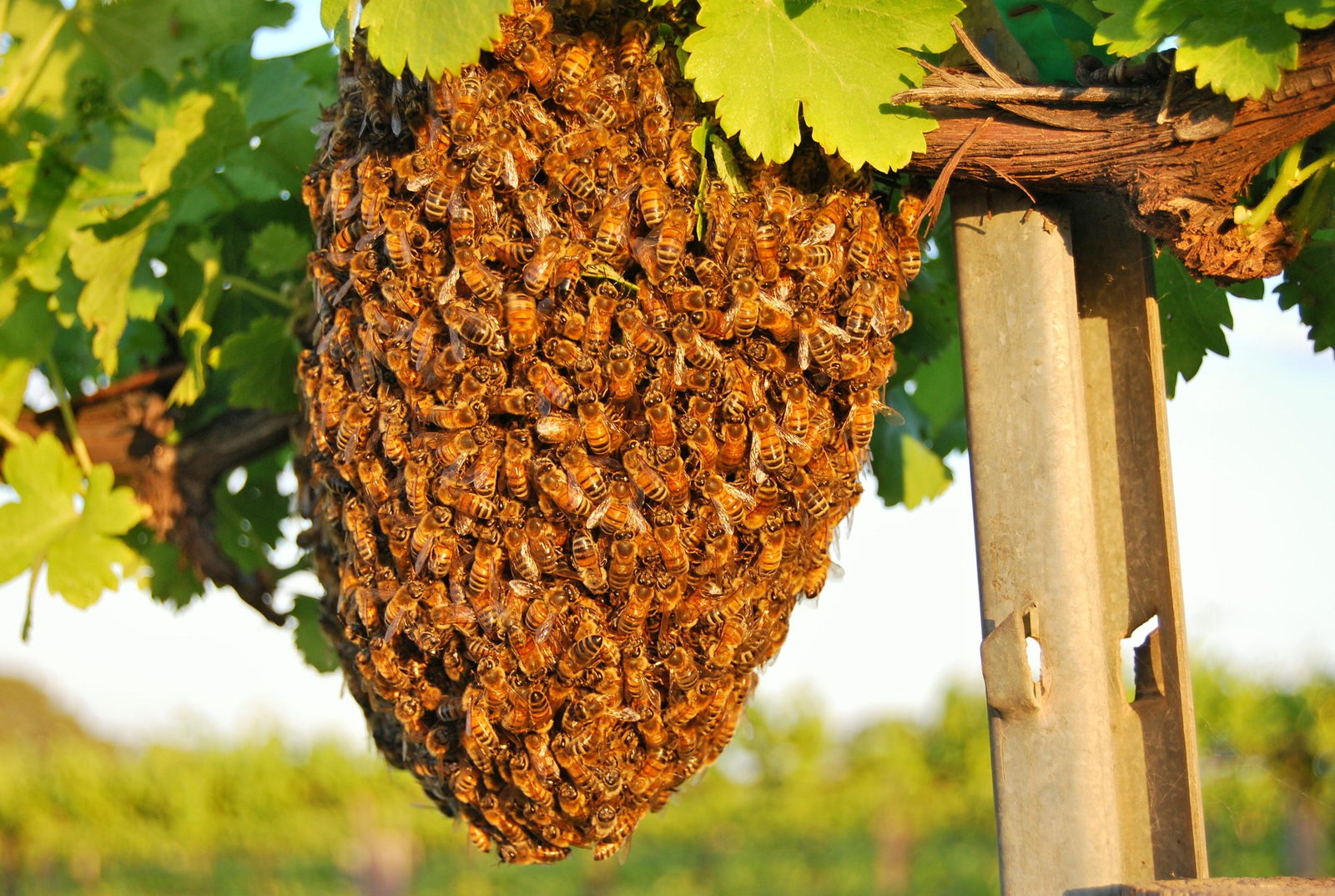 Bookpurnong SA Restaurant Canberra