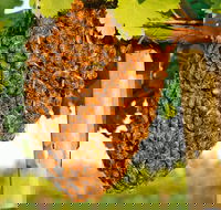 Whistling Kite Biodynamic Wines - Restaurant Canberra