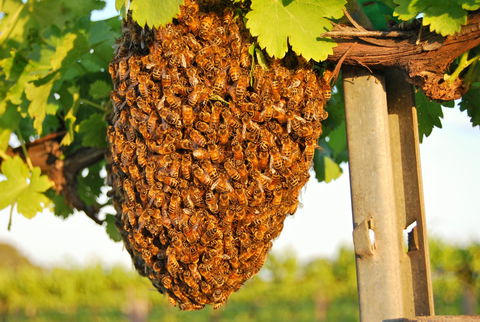 Whistling Kite Biodynamic Wines - Restaurant Canberra 0