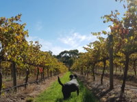 Ruddenklau Wines