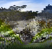 Mount Majura Vineyard - Restaurant Canberra