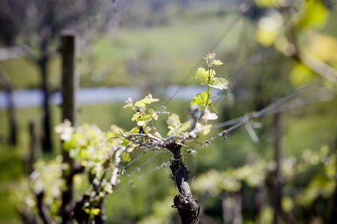 Barrgowan Vineyard - Restaurant Canberra 0
