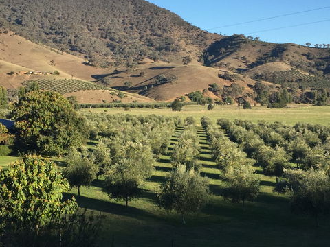 The Pressing Shed Cafe & Restaurant At Nullamunjie Olive Groves - Restaurant Canberra 2