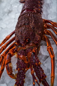 Lobster Shack Tasmania
