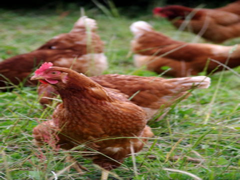 Holbrook Paddock Eggs - Restaurant Canberra 0