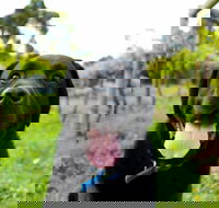 Every Man and His Dog Vineyard - Restaurant Canberra