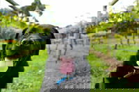 Every Man and His Dog Vineyard