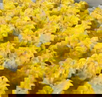 May's Thai - Restaurant Canberra