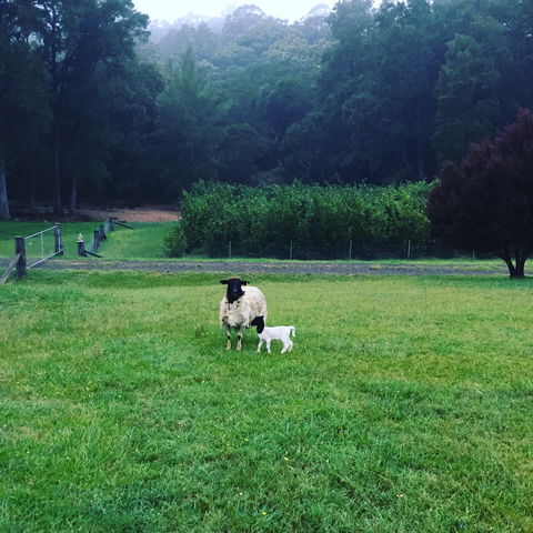 Goat Hill Farm - Restaurant Canberra 0