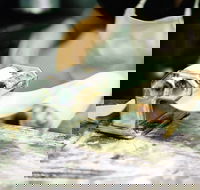 Vineyard Cafe - Restaurant Canberra