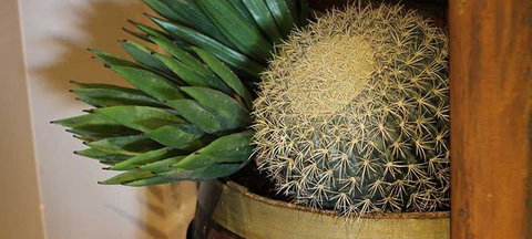 Cactus Jack's Bar & Grill - Restaurant Canberra 2