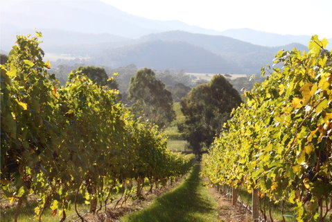 Pizzini Wines King Valley - Restaurant Canberra 2