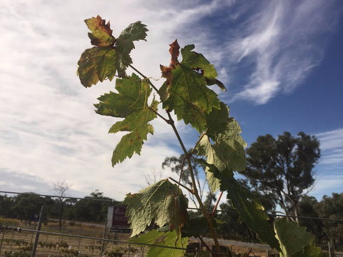 Banca Ridge Cellar Door And Vineyard - Restaurant Canberra 0