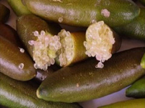 Sandy Creek Olives And Finger Limes - Restaurant Canberra 0