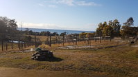 Overtime vineyard