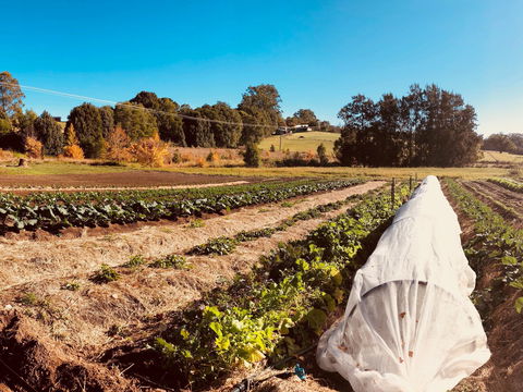 Synchronicity Farm - Restaurant Canberra 0