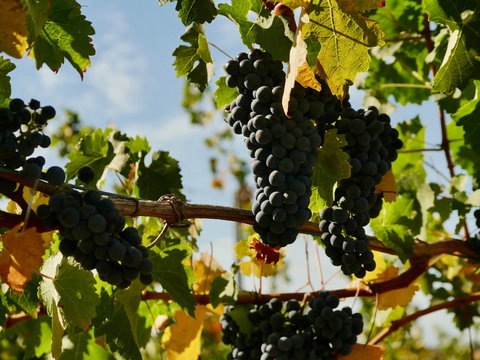 Victory Point Wines - Restaurant Canberra 2