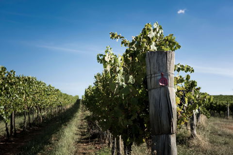 Tamburlaine Organic Wines Millthorpe Cellar Door - Restaurant Canberra 2
