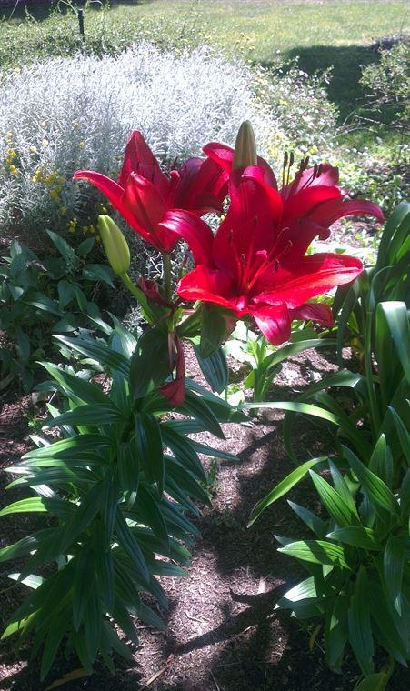 Bluebush Cafe - Restaurant Canberra 10