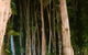 Paperbark Restaurant - thumb 5