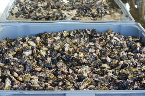 Lease 65 - Restaurant Canberra 0