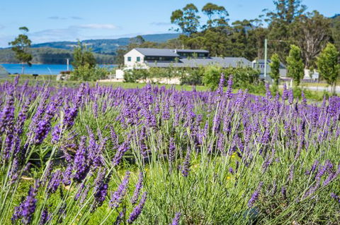 Port Arthur Lavender - Restaurant Canberra 0