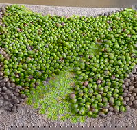 Wattle Hill Olives - Restaurant Canberra