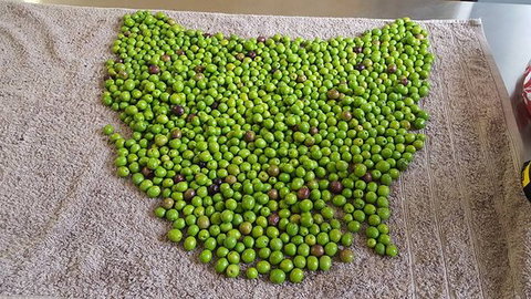 Wattle Hill Olives - Restaurant Canberra 0