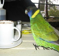 cafe on the dam - Restaurant Canberra