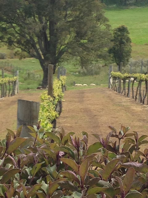 Newbliss Winery - Restaurant Canberra 1