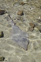 Shark Bay Ocean Park Aquarium - Restaurant Canberra 2