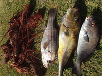 Ledge Point Takeaway and Ledge Point Restaurant Canberra Restaurant Canberra