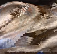 Domino's Pizza Plympton - Restaurant Canberra