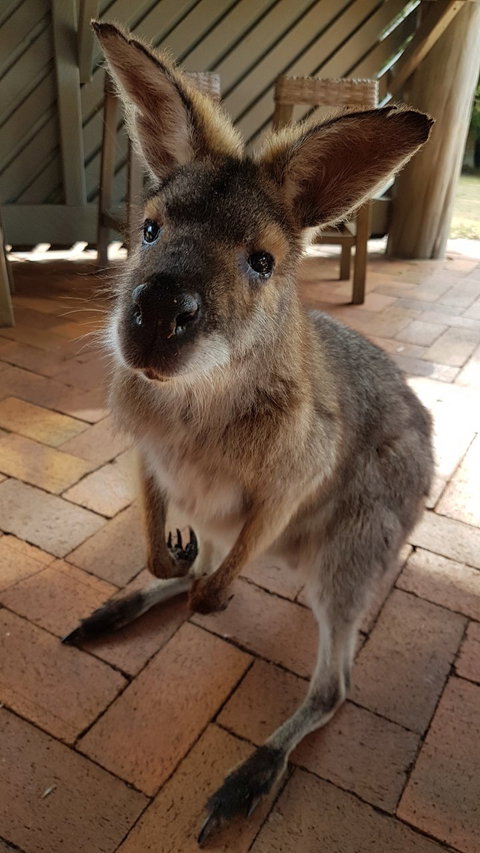 Poppies Cafe - Restaurant Canberra 2