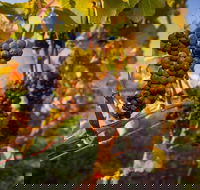 Full Day Tamar Valley Wine Tour - Restaurant Canberra