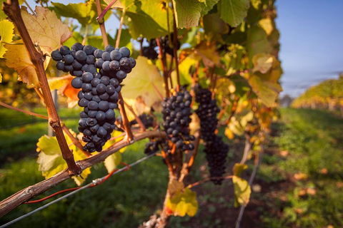 Half Day Tamar Valley Wine Tour - Restaurant Canberra 1