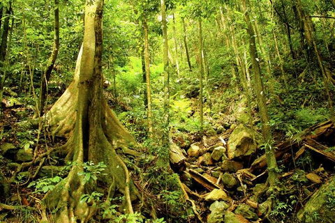 Cairns 4WD Waterfall And Rainforest Tour Including Kuranda Scenic Railway - Restaurant Canberra 1