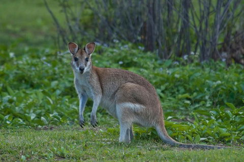 Cairns 4WD Waterfall And Rainforest Tour Including Kuranda Scenic Railway - Restaurant Canberra 2
