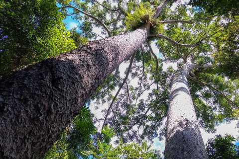 Paronella Park And Millaa Millaa Falls Full-day Tour From Cairns - Restaurant Canberra 1