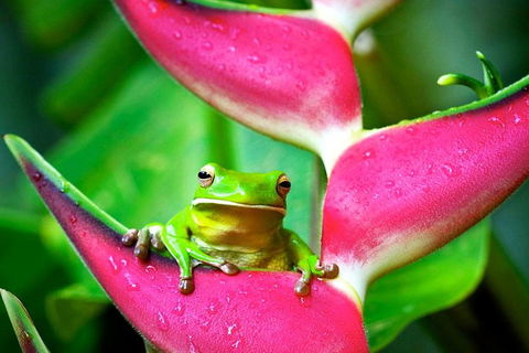 Cape Tribulation, Mossman Gorge, And Daintree Rainforest Premium Day Tour - Restaurant Canberra 0