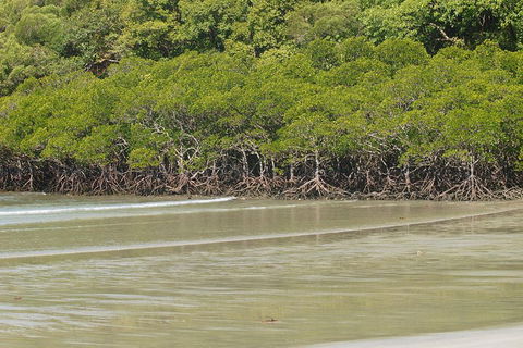 Cape Tribulation, Mossman Gorge, And Daintree Rainforest Premium Day Tour - Restaurant Canberra 4