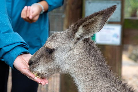 Private Blue Mountains Escape The Crowds SUV Tour - Restaurant Canberra 2