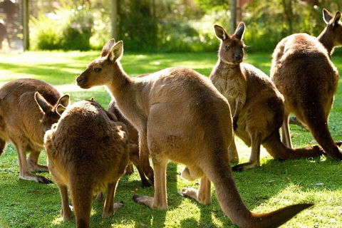 Melbourne City Card (3 Days): Visit Unlimited Attractions! - Restaurant Canberra 4