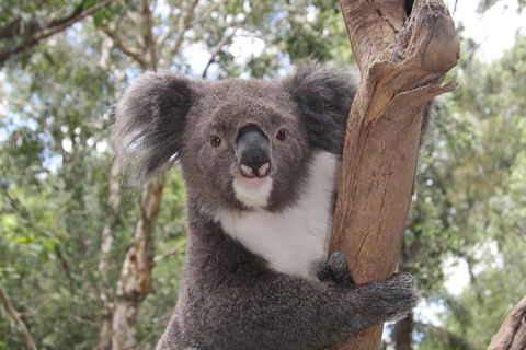 Private Blue Mountains Tour With Kangaroo And Koala Experience - Restaurant Canberra 2