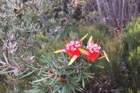 Private Blue Mountains Tour With Kangaroo And Koala Experience - Restaurant Canberra 4